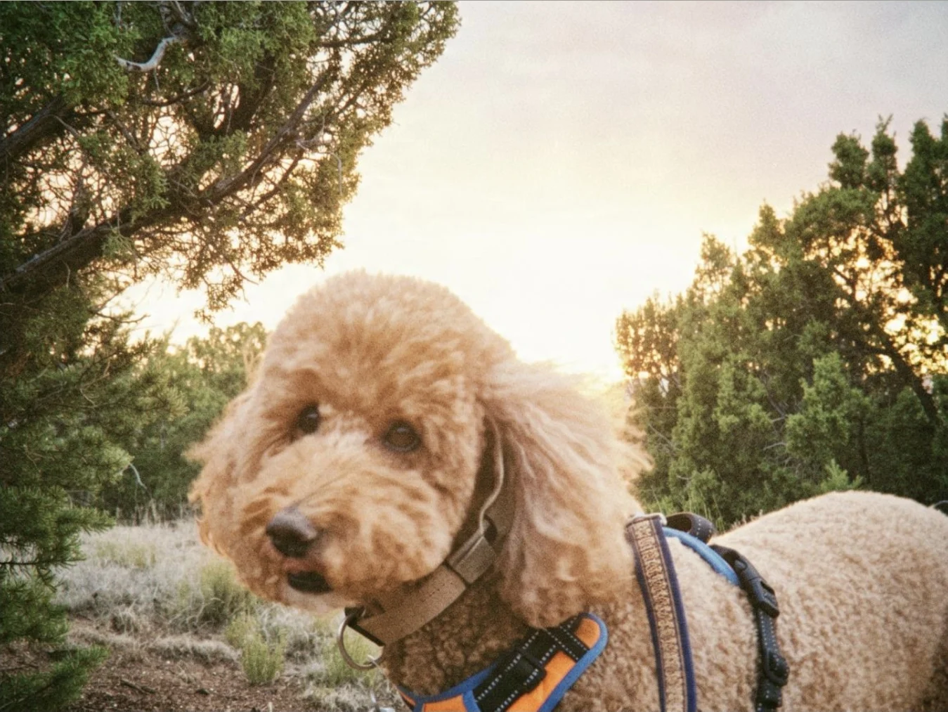Luna, an apricot poodle wearing a harness outdoors in the evening light